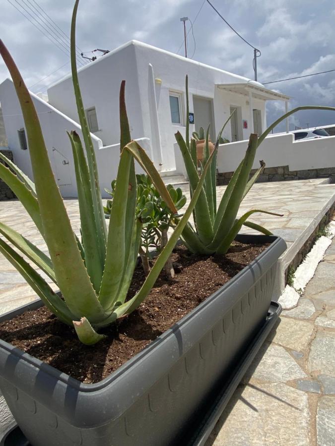 Sing And Blossom Accommodation Mykonos Town Ngoại thất bức ảnh